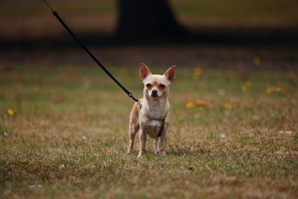 How Does Technology Influence Political Campaigns in the UK?